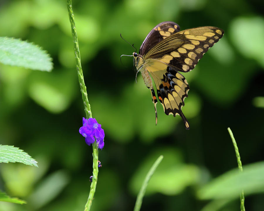 Giant Swallowtail Butterfly Landing on a Purple Flower Photograph by Artful Imagery