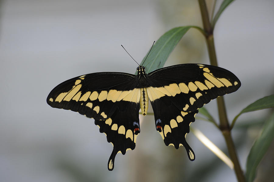 Giant Swallowtail Butterfly Male Photograph by Keith Lovejoy