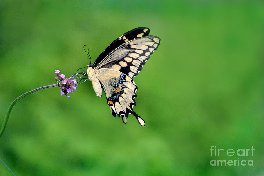 Giant Swallowtail Butterfly on Green 2015 Photograph by Karen Adams