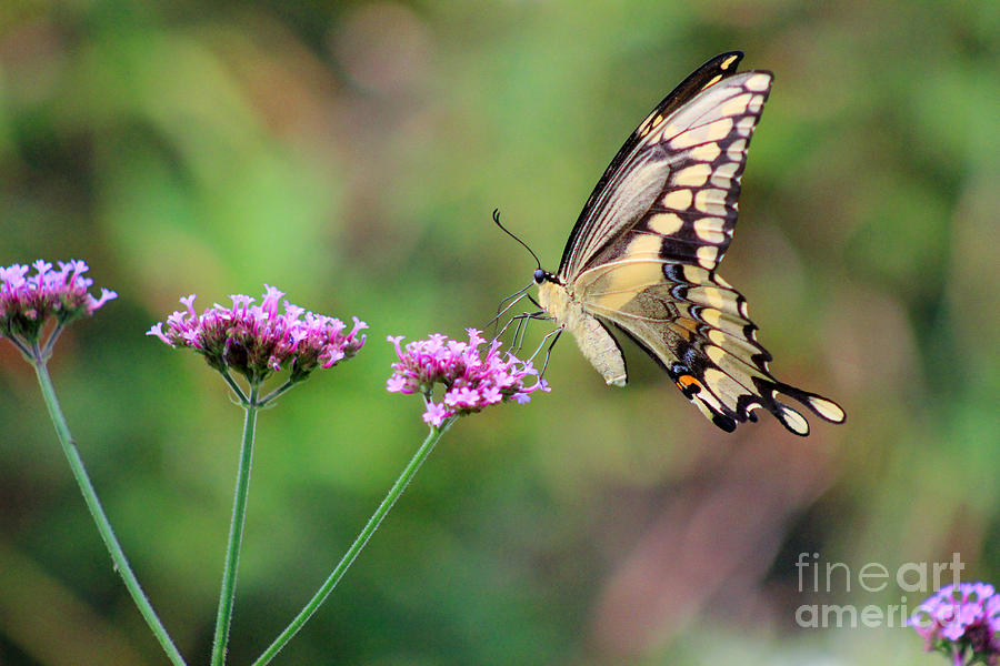 Giant Swallowtail Butterfly on Verbena 2015 Photograph by Karen Adams