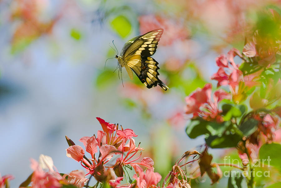Giant Swallowtail Butterfly Photograph by Thomas and Pat Leeson