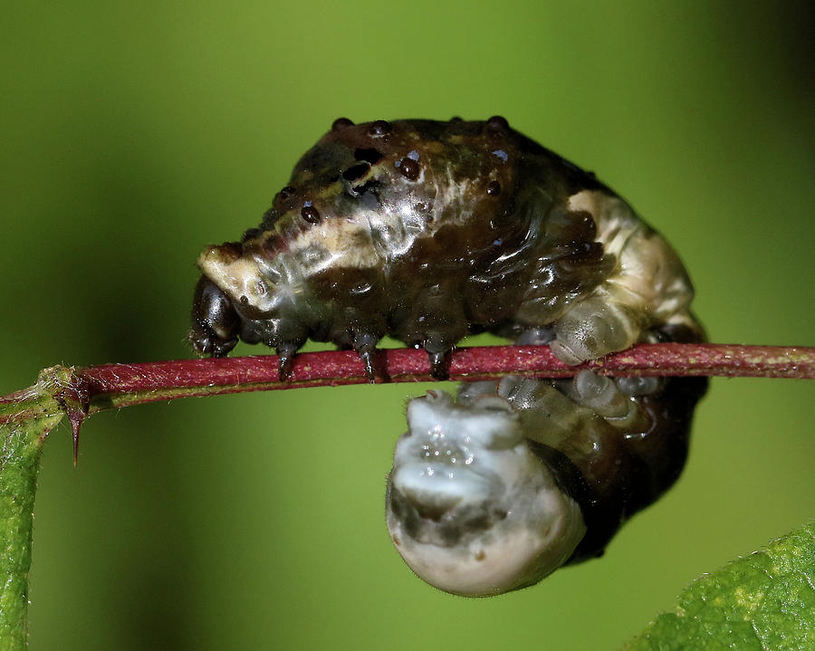 Giant Swallowtail caterpillar in profile Photograph by Doris Potter