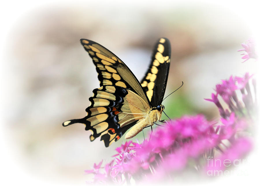 Giant Swallowtail Photograph by Diann Fisher