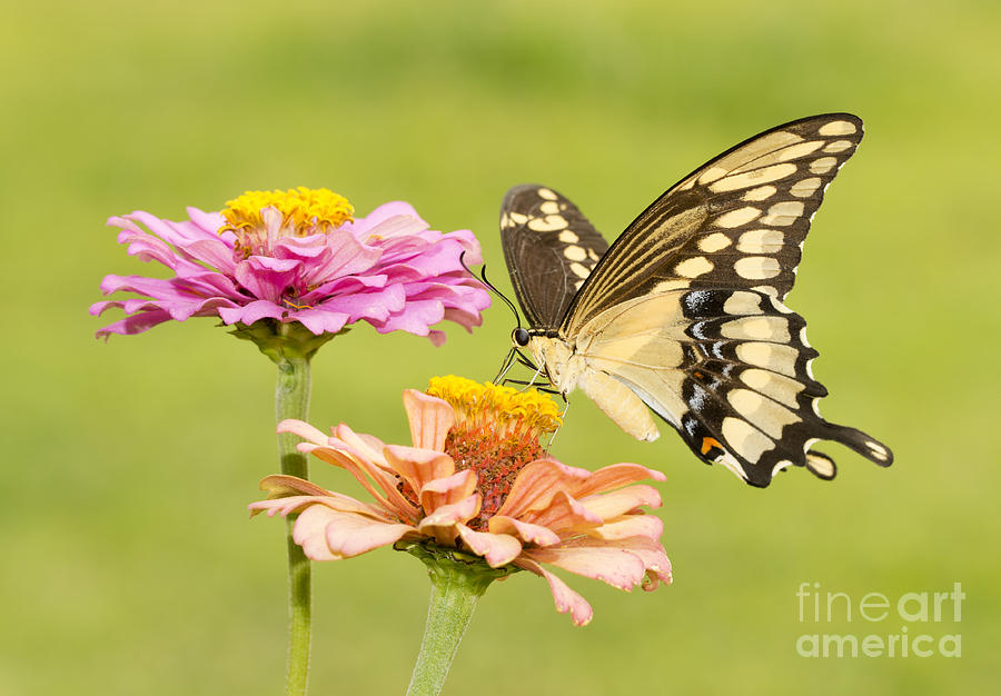Giant Swallowtail in Garden Photograph by Sari ONeal