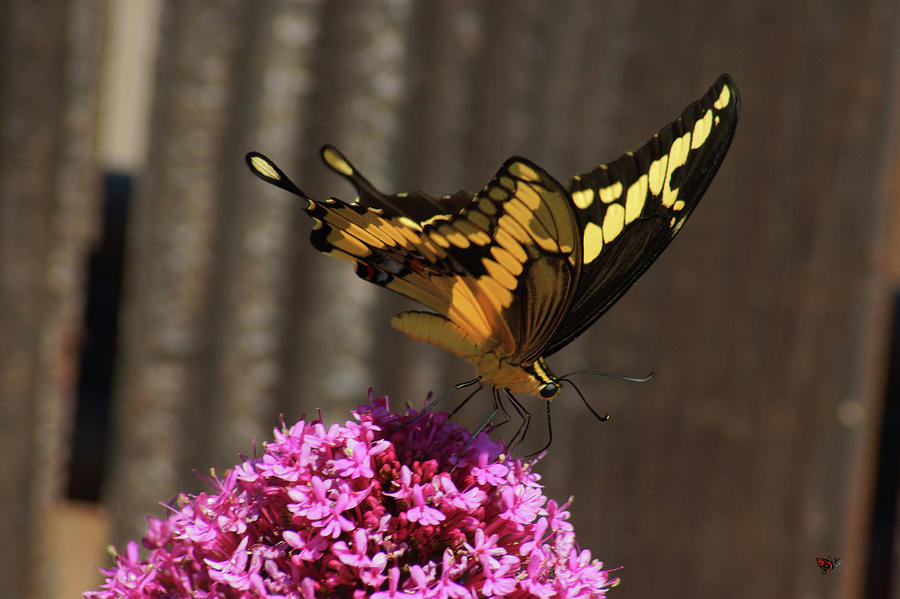 Giant Swallowtail Photograph