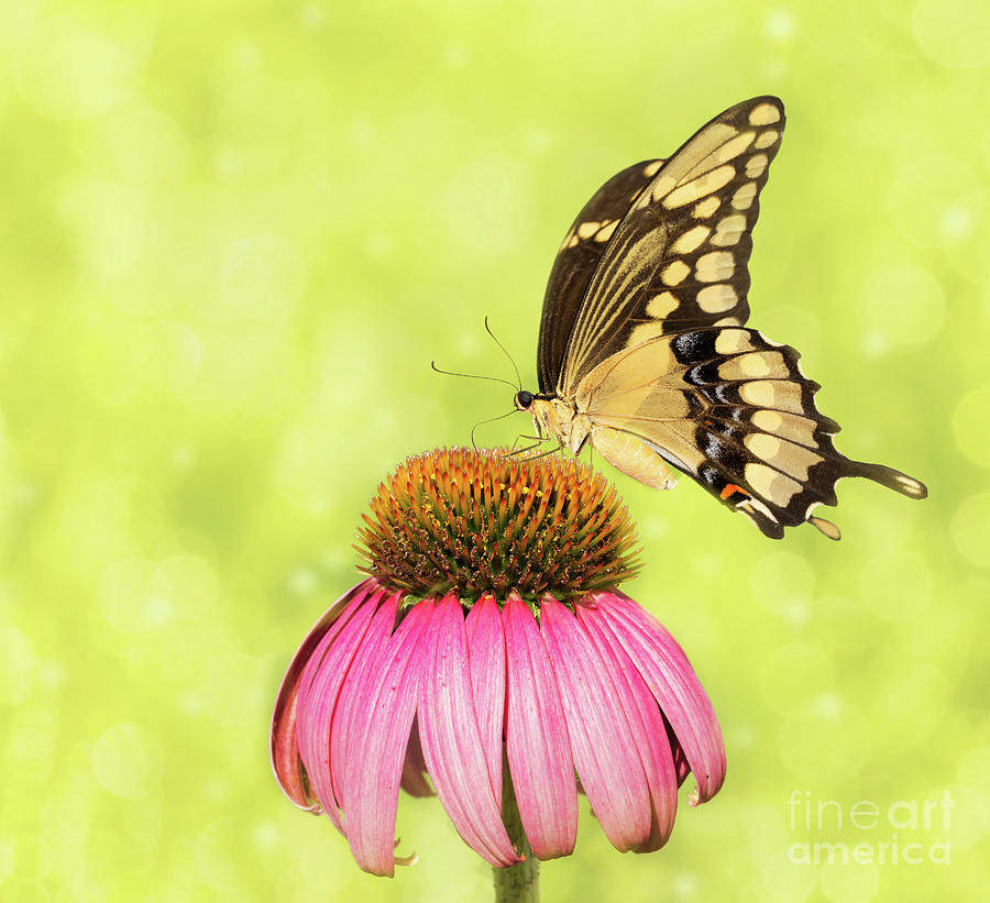 Giant Swallowtail on Coneflower Photograph by Sari ONeal