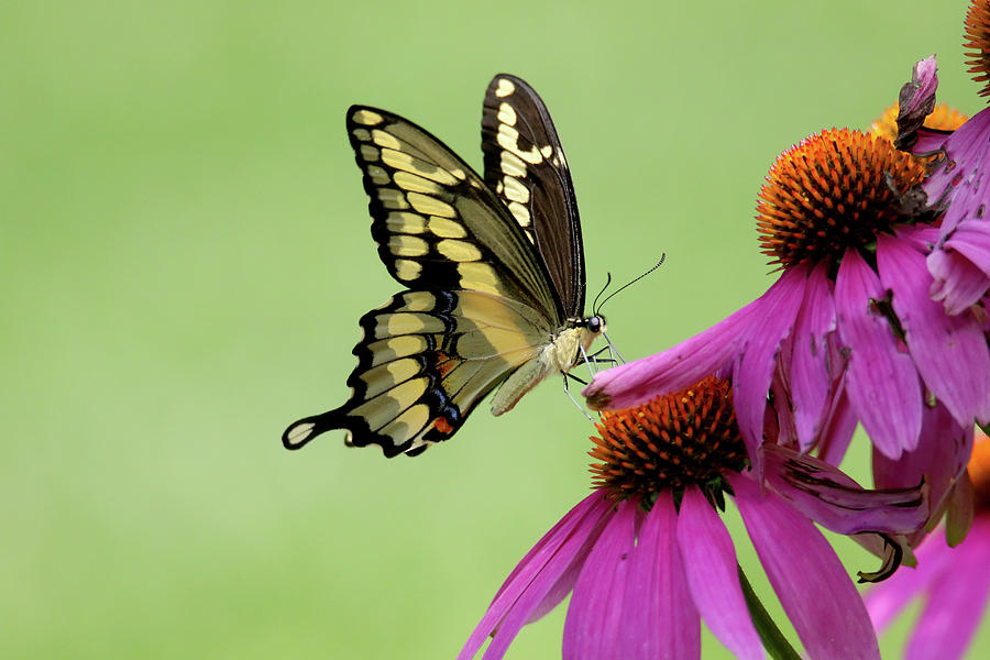Giant Swallowtail on Conflower Photograph by Brook Burling