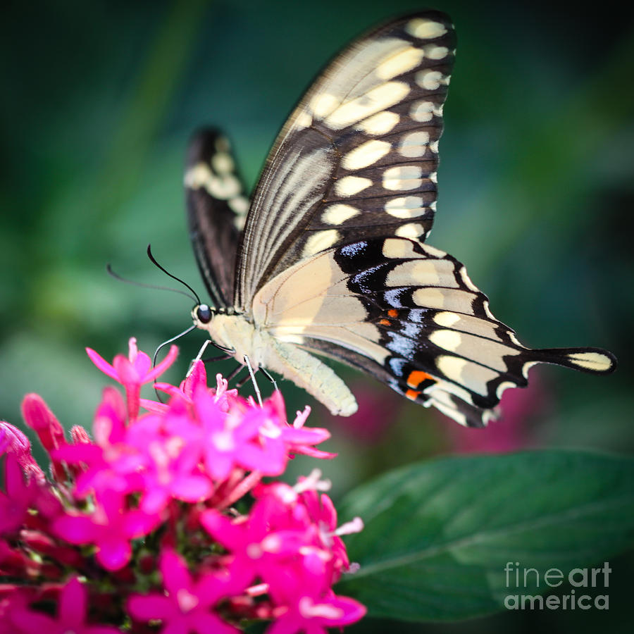 Giant Swallowtail Papilio Cresphontes Photograph by Henrik Lehnerer
