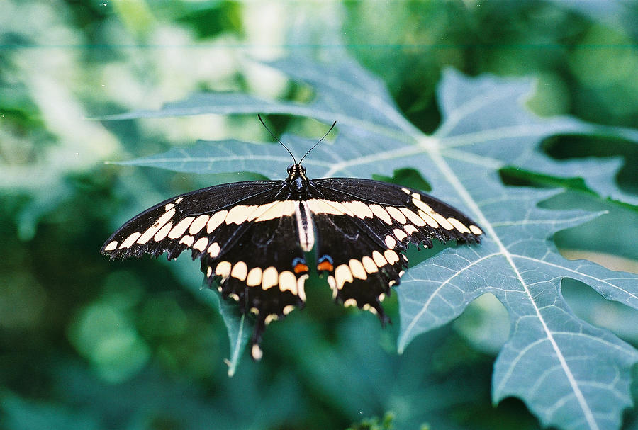 Butterfly Photograph - Giant Swallowtail by Rex E Ater