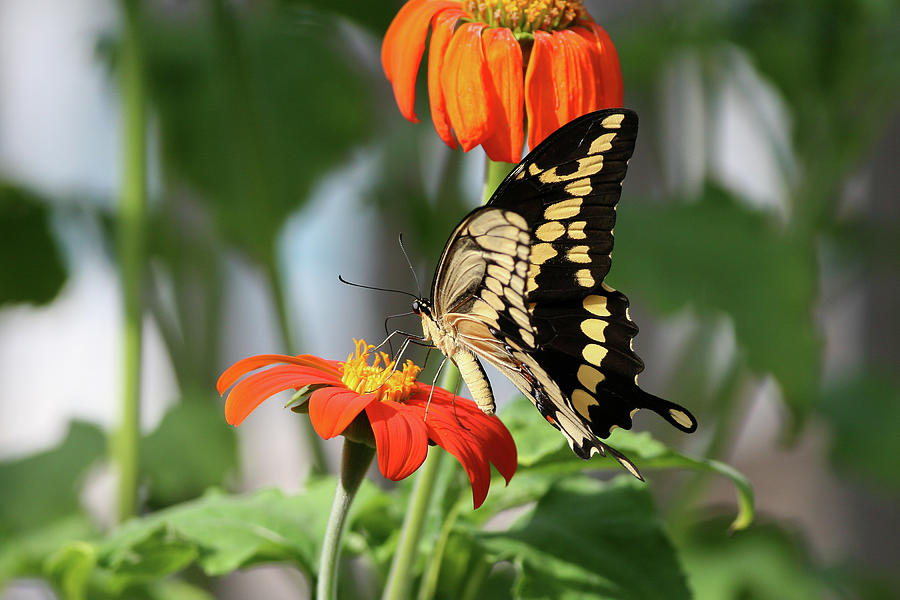 Giant Swallowtail Photograph by Ronnie Maum