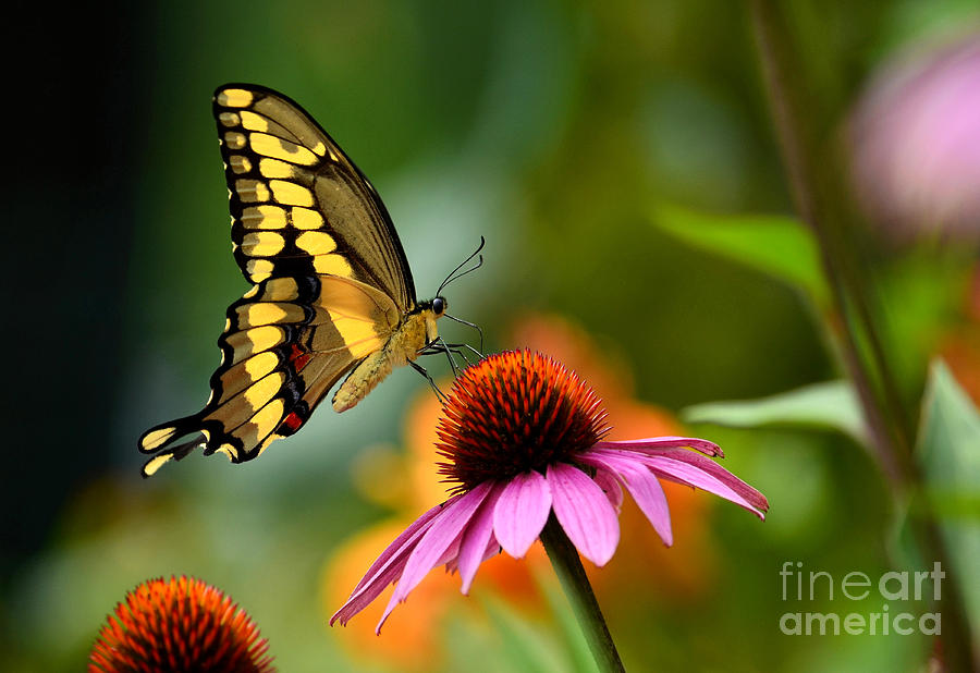Giant Swallowtail Photograph by Sue Stefanowicz