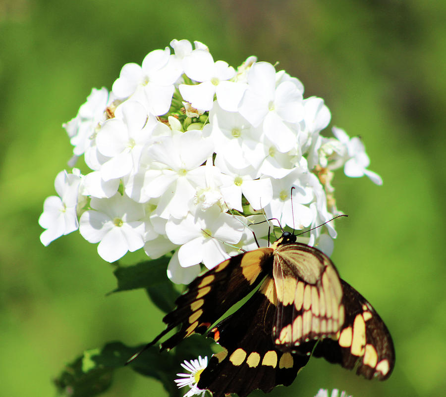 Giant Swallowtail under Phlox Photograph by Walter Stankiewicz - Fine ...