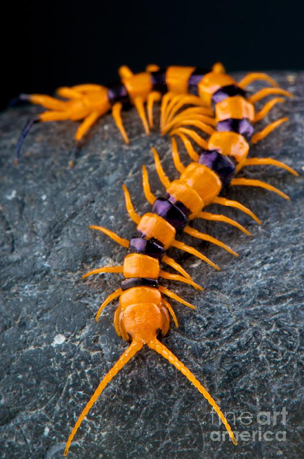 Giant Tiger Centipede Photograph by Reptiles4all