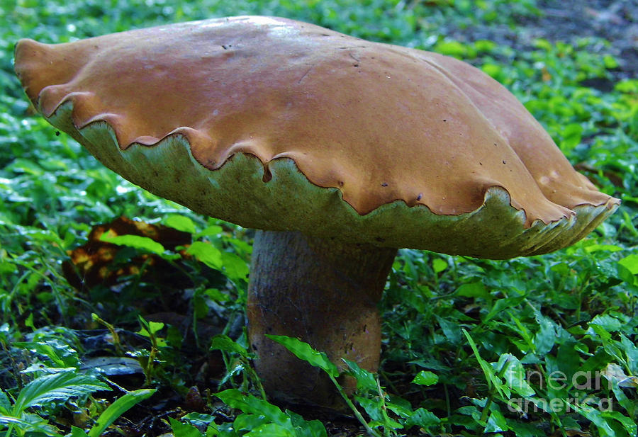 Giant Toad Stool Photograph by D Hackett
