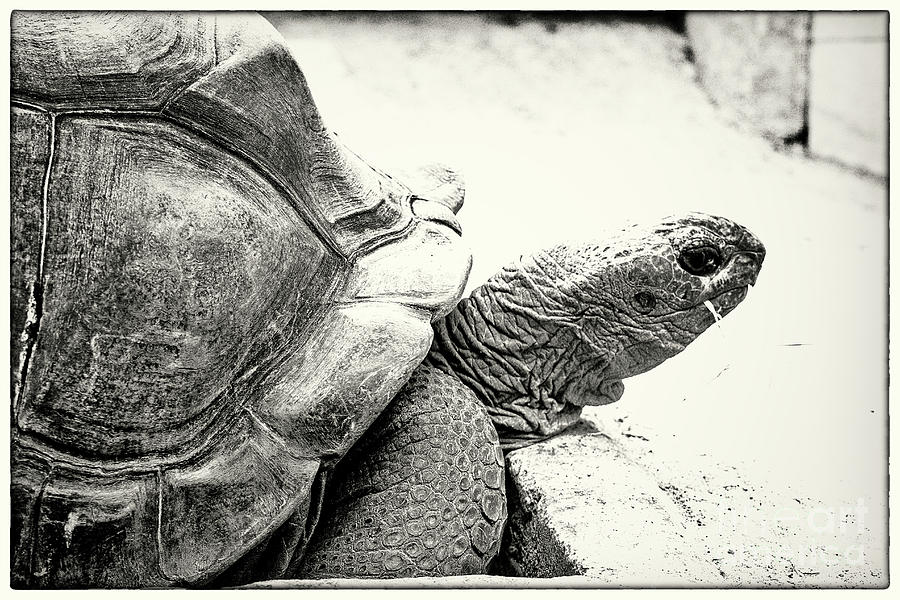 Giant Tortoise Photograph by Andrew Pym - Fine Art America