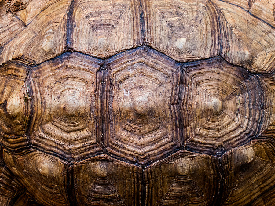 Giant Tortoise Carapace Photograph by Hakon Soreide