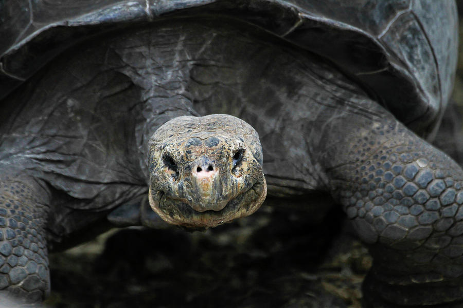 Giant Tortoise Photograph by Gary Hall