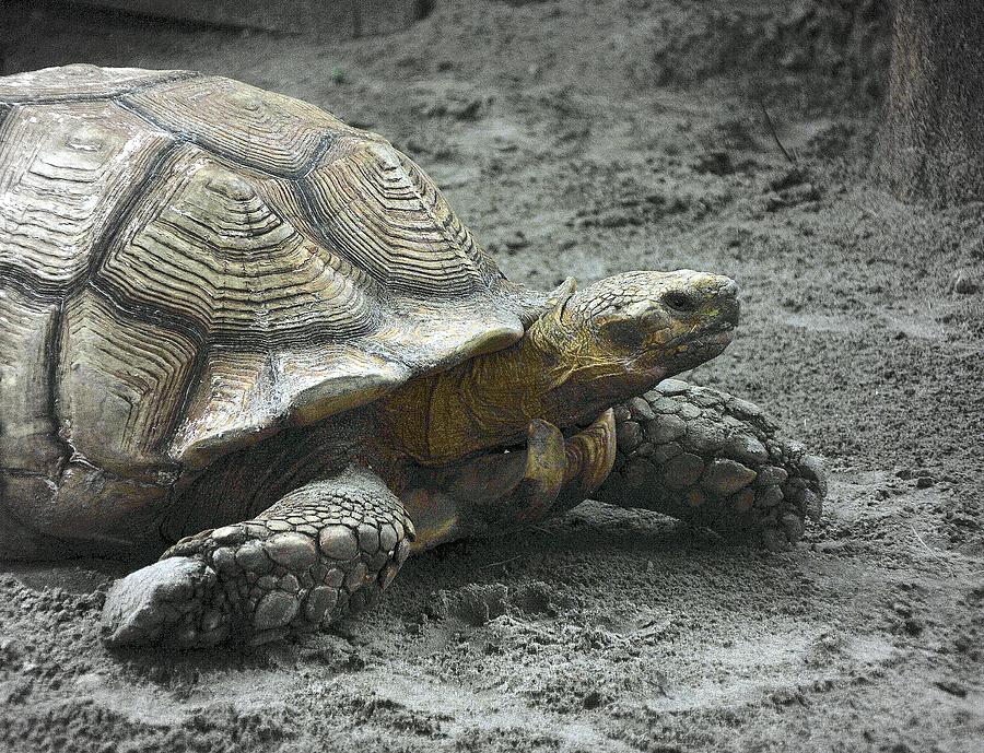 Giant Tortoise Photograph by Laura DAddona - Fine Art America