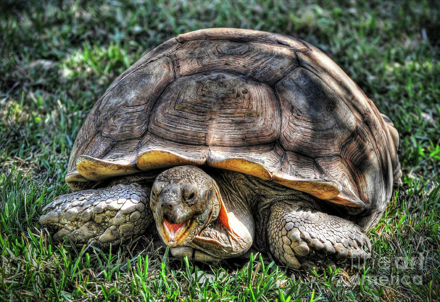 Giant Tortoise Photograph by Savannah Gibbs