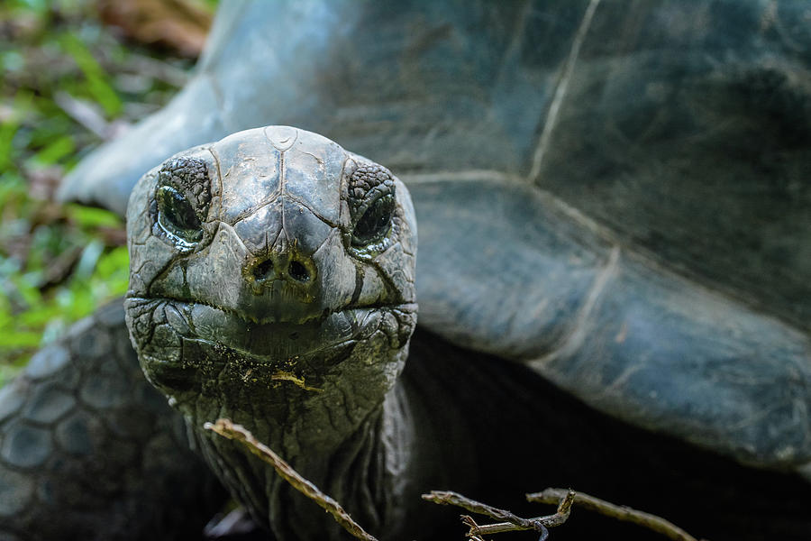 Giant Tortoise Smiles Photograph by Sarah M Taylor - Fine Art America