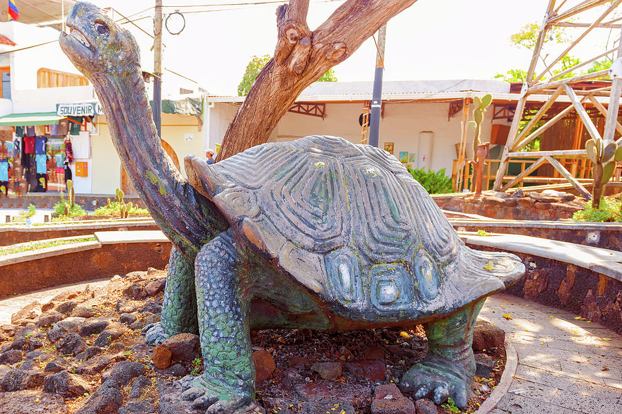 Giant Tortoise Statue in Puerto Ayora on Santa Cruz Island  in G Photograph by Marek Poplawski