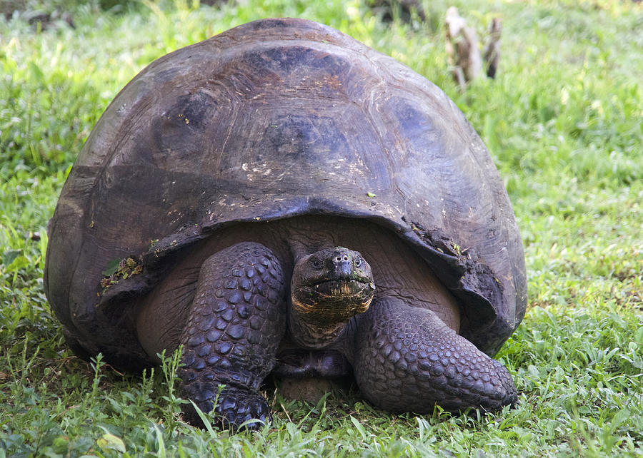 Giant tortoise Photograph by Steven Mullensky - Fine Art America