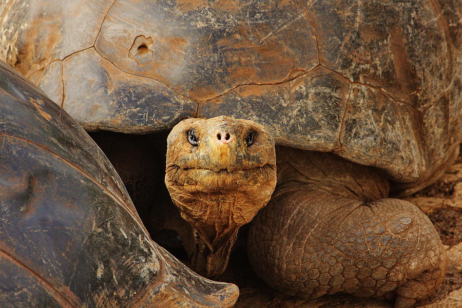 Giant Tortoise Photograph By Tom Cheatham - Fine Art America