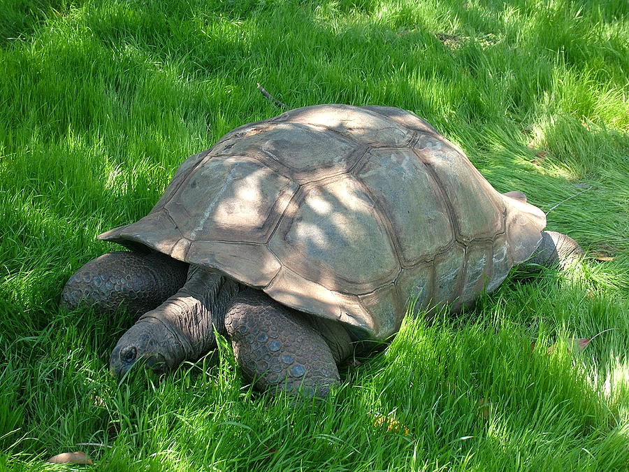 Wildlife Photograph - Giant Tortoise by Vickie Roche