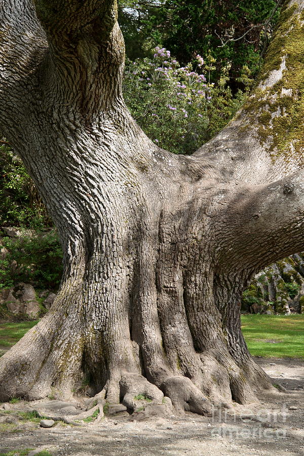 Giant Tree Photograph by Christiane Schulze Art And Photography - Pixels