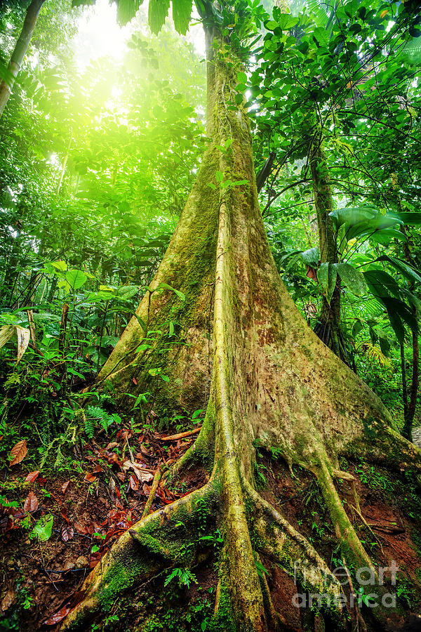 Giant tree in rainforest Photograph by Anna Om