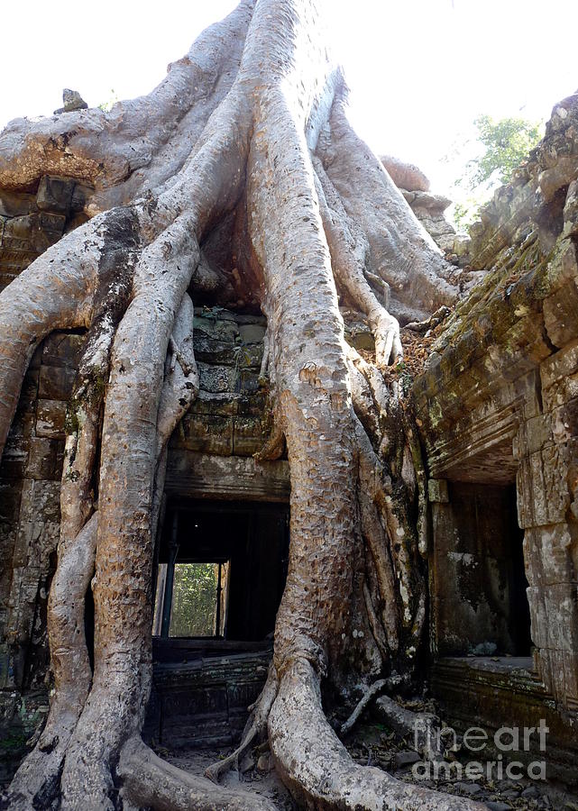 Giant Tree Roots Of Ta Prohm Photograph