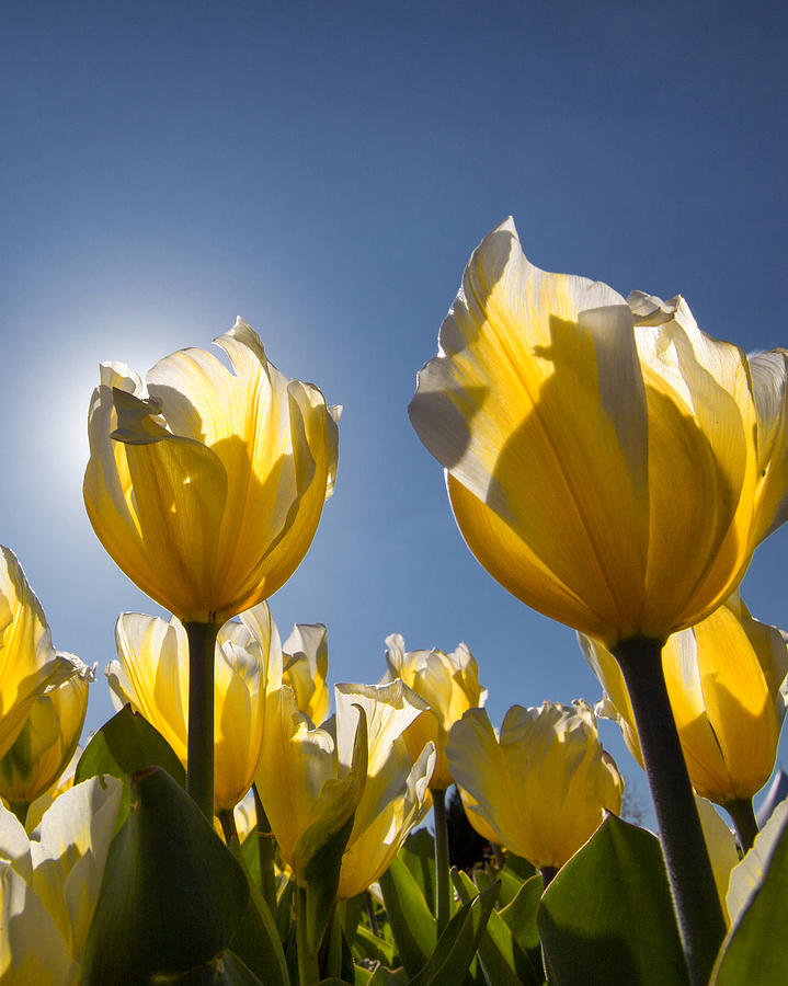 Giant Tulips Photograph by John Bingaman - Fine Art America