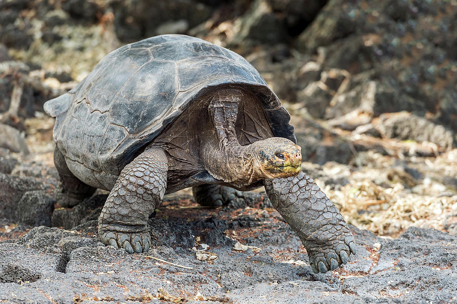 Giant turtle in Galapagos Photograph by Marek Poplawski - Fine Art America