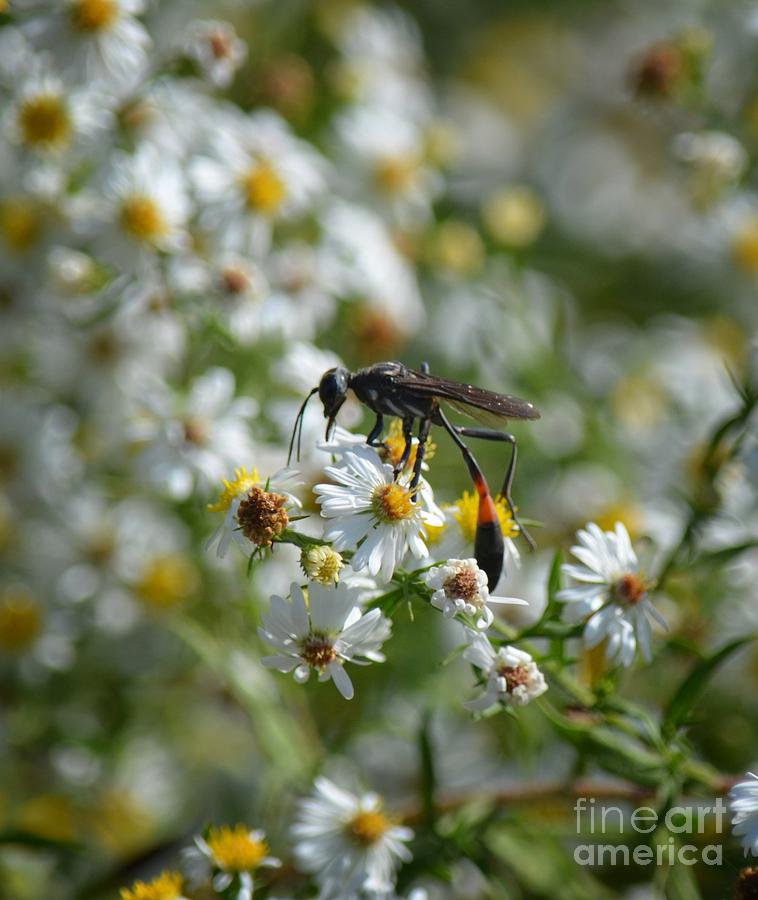 Giant Wasp Photograph by Maria Urso
