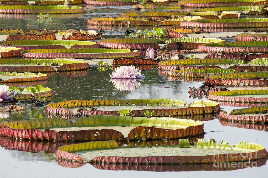 Giant Water Lilies Photograph by Paulette Sinclair