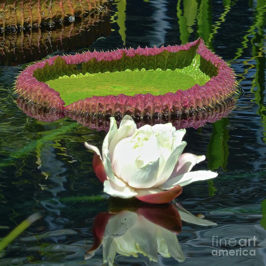 Giant Water Lily Blossom Photograph by Jean Wright