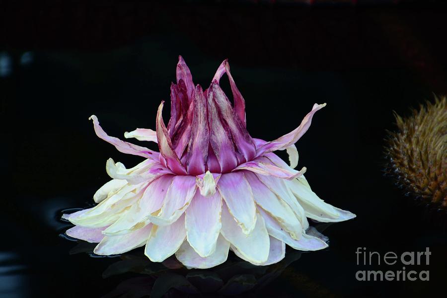 Giant Water Lily Photograph by Cindy Manero