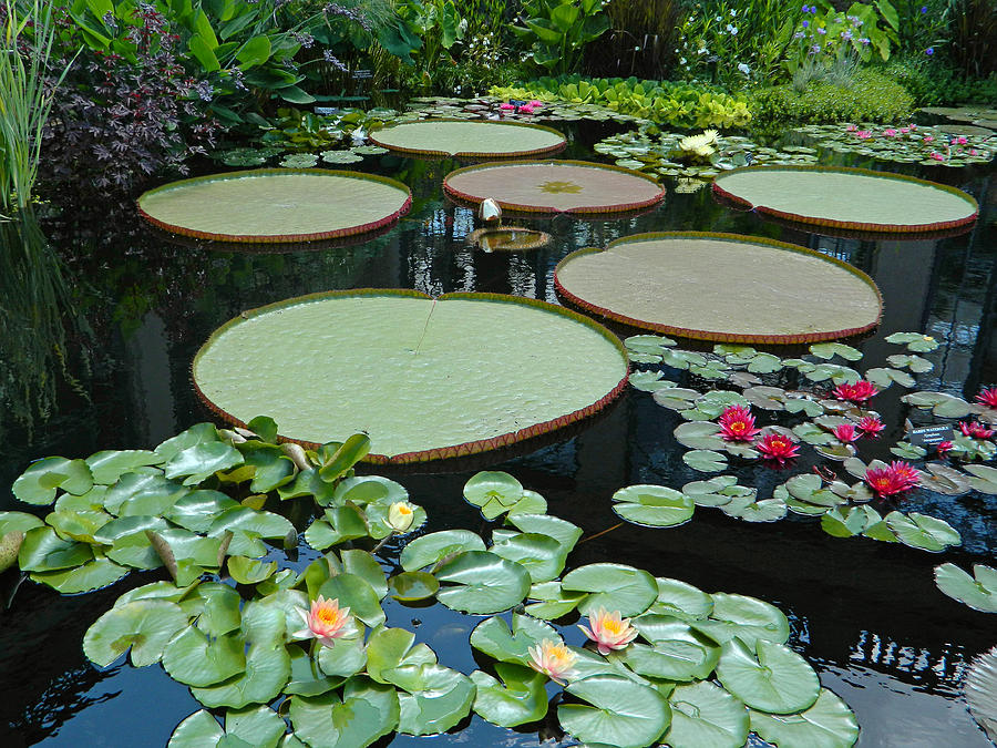 Giant Water Platters - Longwood Gardens PA Photograph by Emmy Vickers