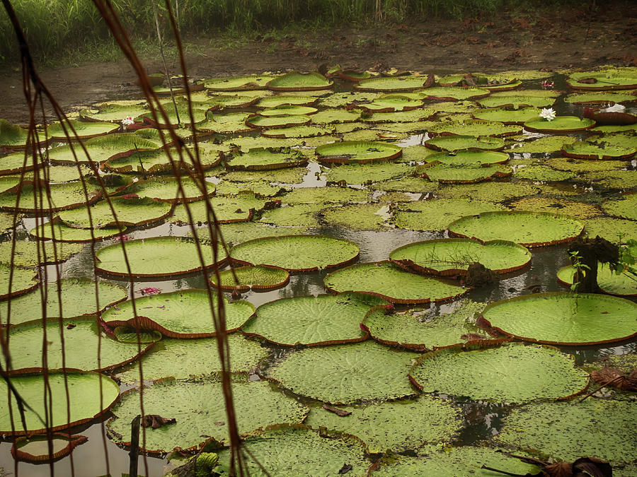 Giant Waterlilies Photograph by Jessica Levant