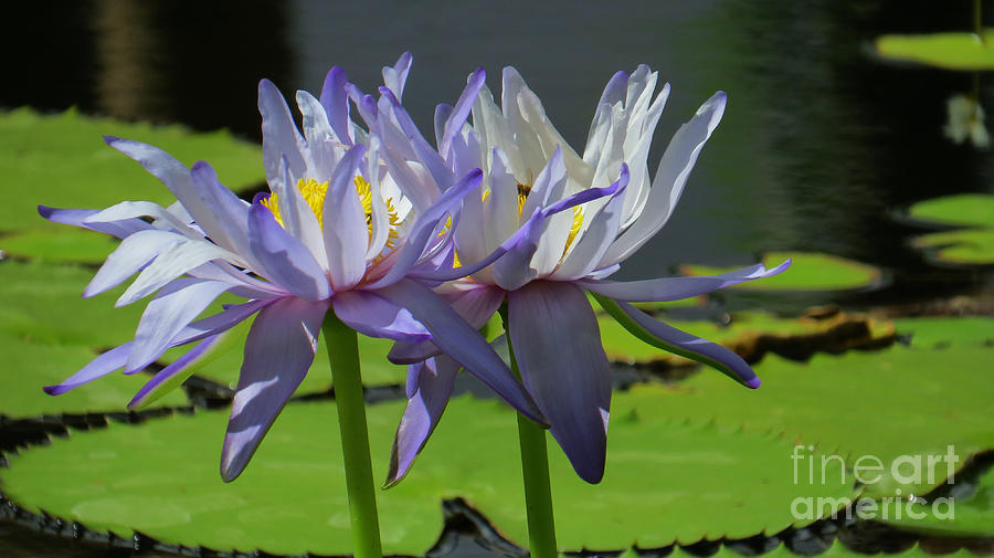 Giant Waterlily 3 Photograph by Evie Hanlon