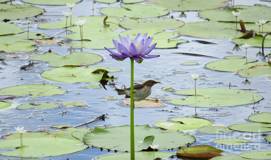 Giant Waterlily and Honeyeater Photograph by Evie Hanlon