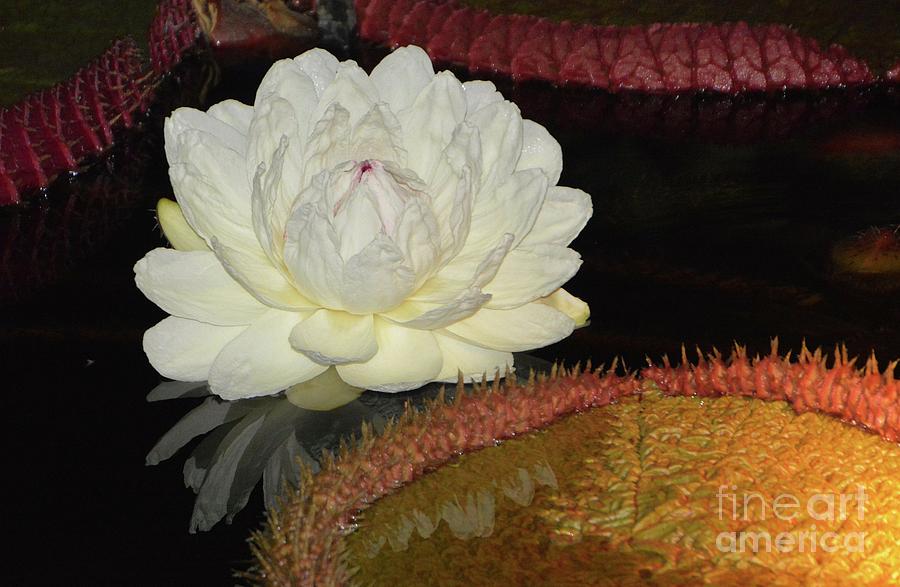 Giant Waterlily Photograph by Cindy Manero