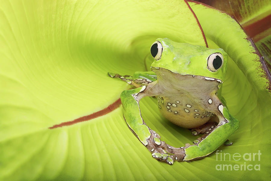 Giant Waxy Tree Frog Photograph By Linda D Lester - Pixels