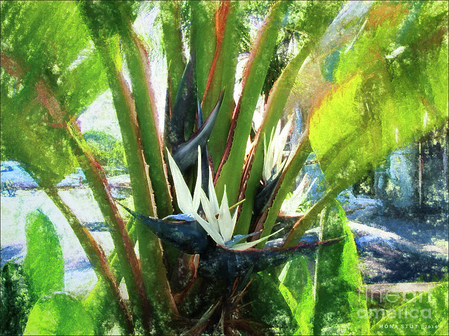 Giant White Bird Of Paradise Trees Mixed Media by Mona Stut