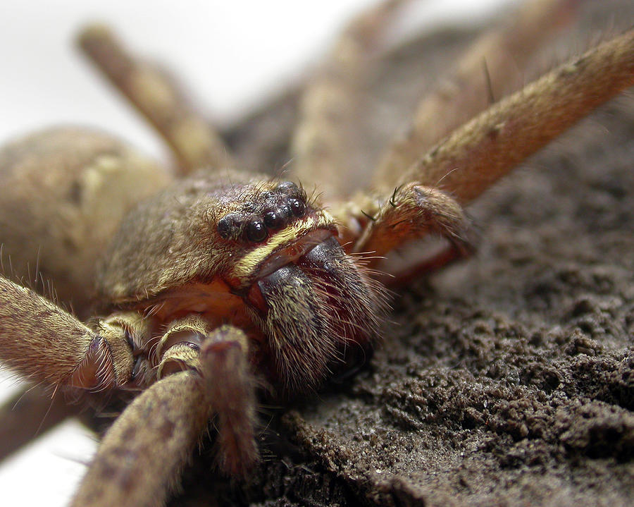 Giant Wolf Spider Photograph by Donald Hawkaye Hill