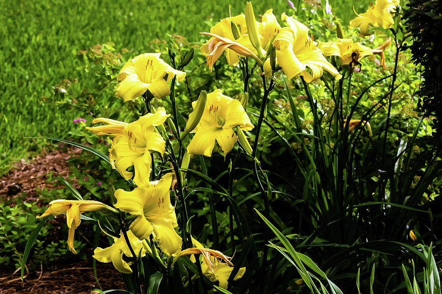 Giant Yellow Day Lilies Digital Art by Ed Stines