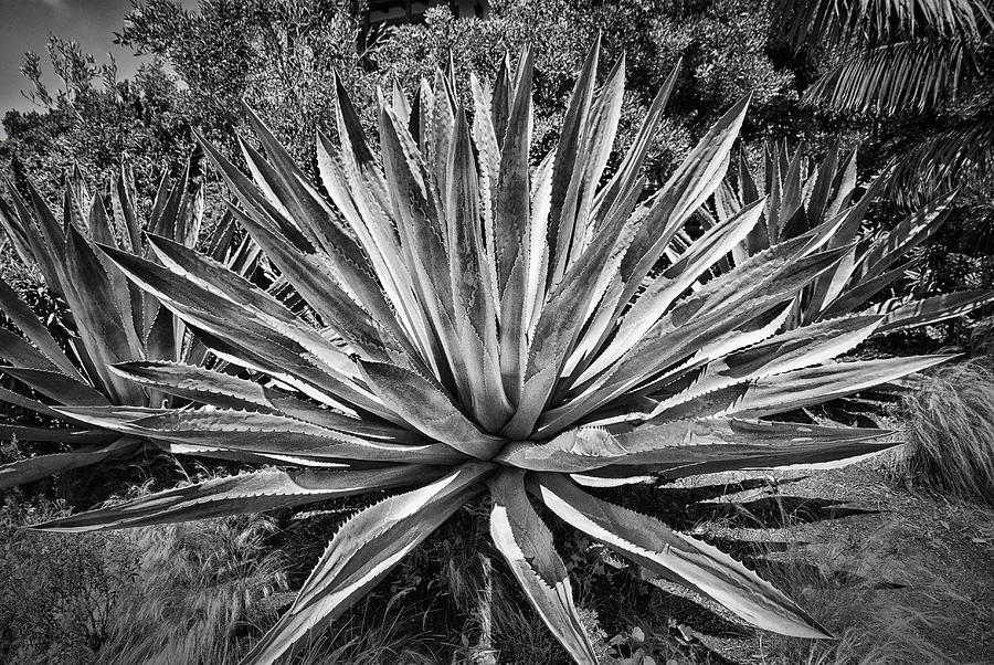 Giant Yucca BW Photograph by Joseph Hollingsworth