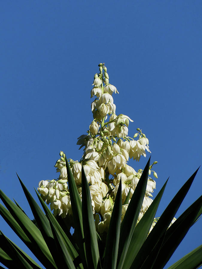 Giant Yucca Photograph by Margaret Saheed