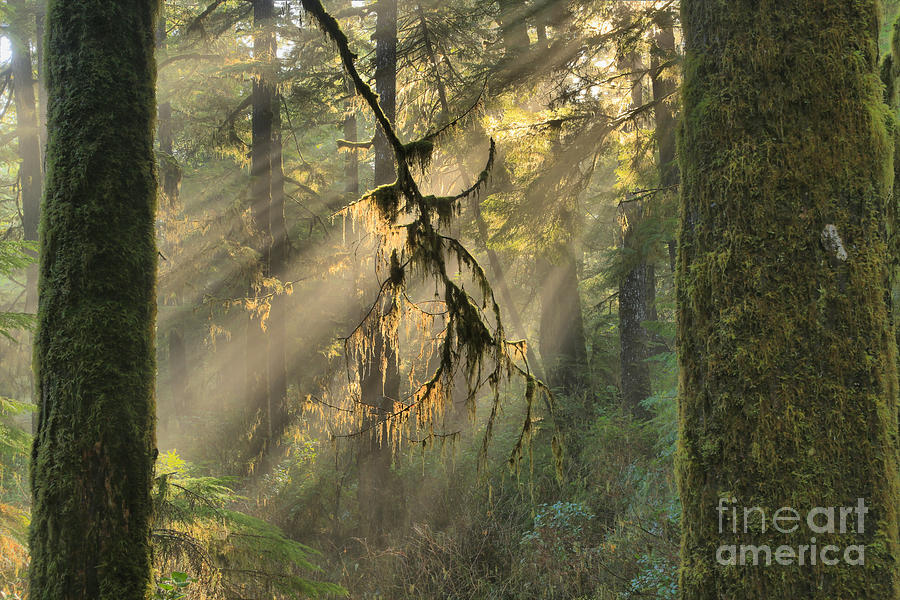 Giants And Light Beams Photograph by Adam Jewell