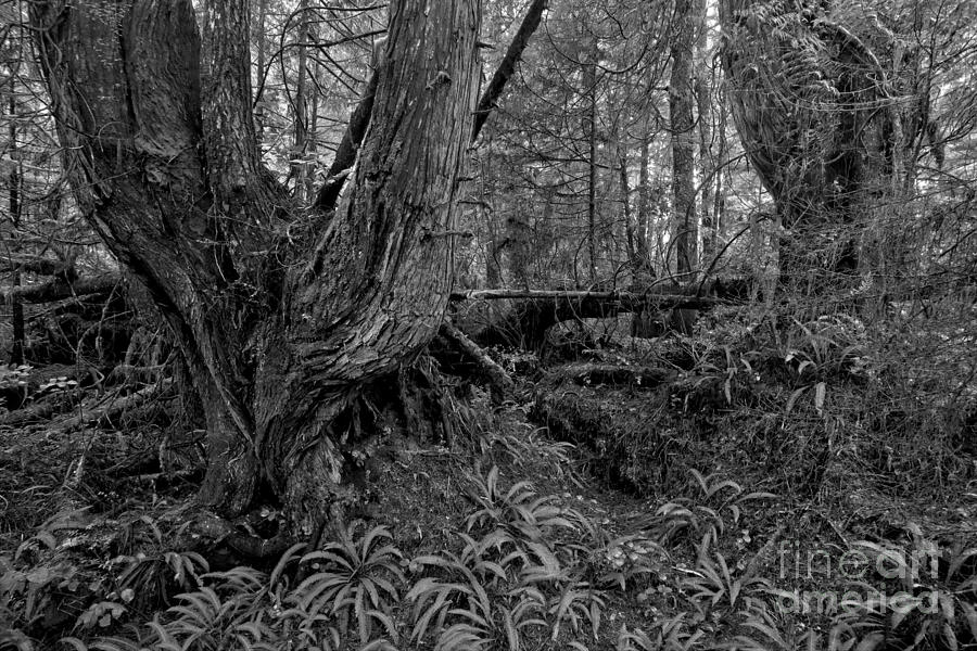 Giants In The Rainforest Black And White Photograph by Adam Jewell